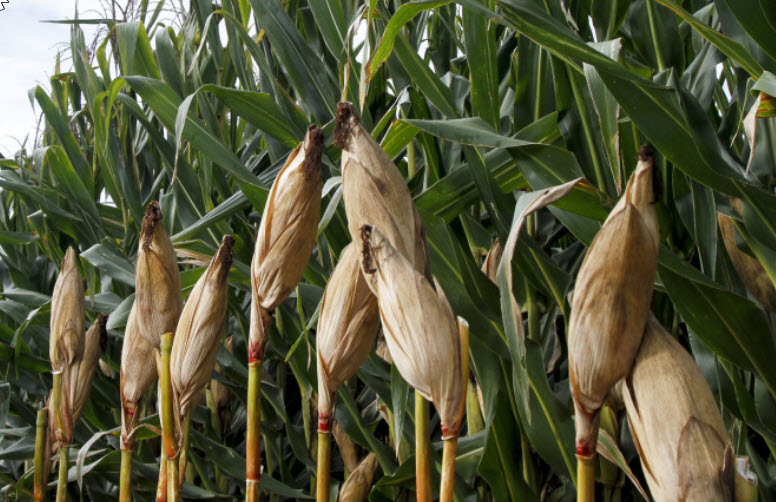Crops in field