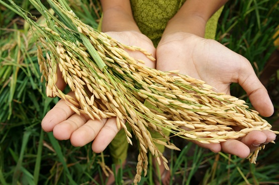 Harvests and food prices at risk as Iran war triggers global fertiliser crunch